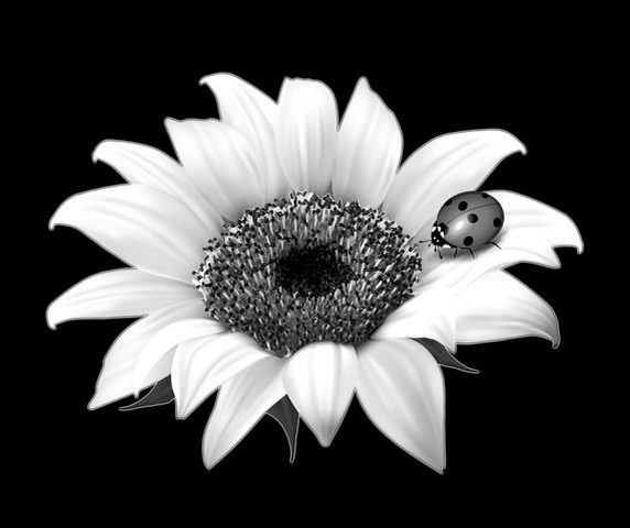Floral 649