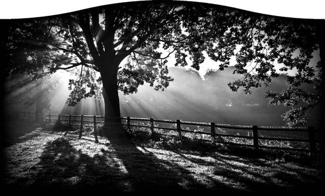 Trees 674
